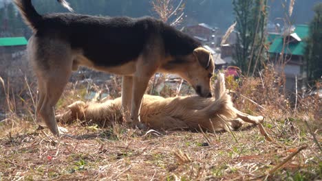 male dog sniffing on a female dog in grass