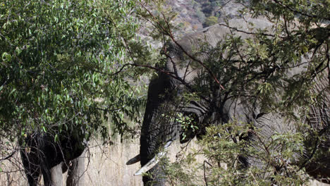 Elephants-grazing-from-the-tree-tops