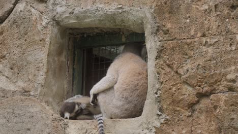 Madre-Primates-Lémur-De-Cola-Anillada-Con-Bebés.-De-Cerca