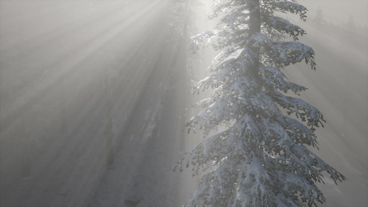 туманный туман в сосновом лесу на горных склонах