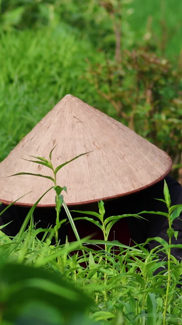 persona con sombrero cónico trabajando en el campo verde