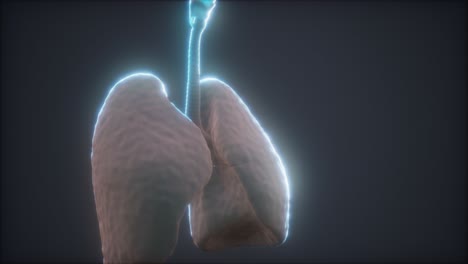 animación en 3d de los pulmones humanos