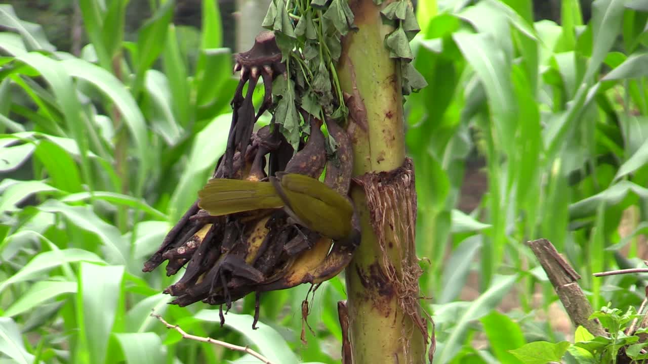 saltator de garganta ancha, saltator coerulescens se alimenta de plátanos con un fondo de selva húmeda