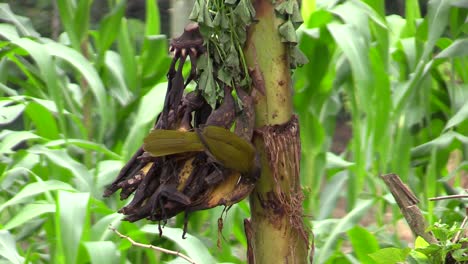 Buff-throated-Saltator,-Saltator-coerulescens-feeds-on-bananas-with-a-background-of-humid-jungle