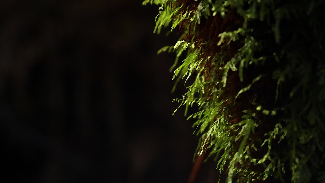 primer plano de musgo en un árbol en la selva tropical