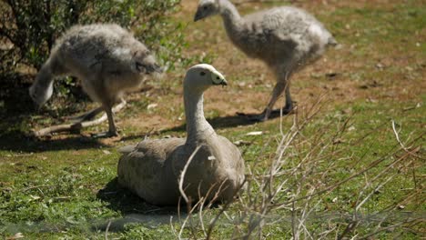 mother cape barren sitting watching goslings feed on grass