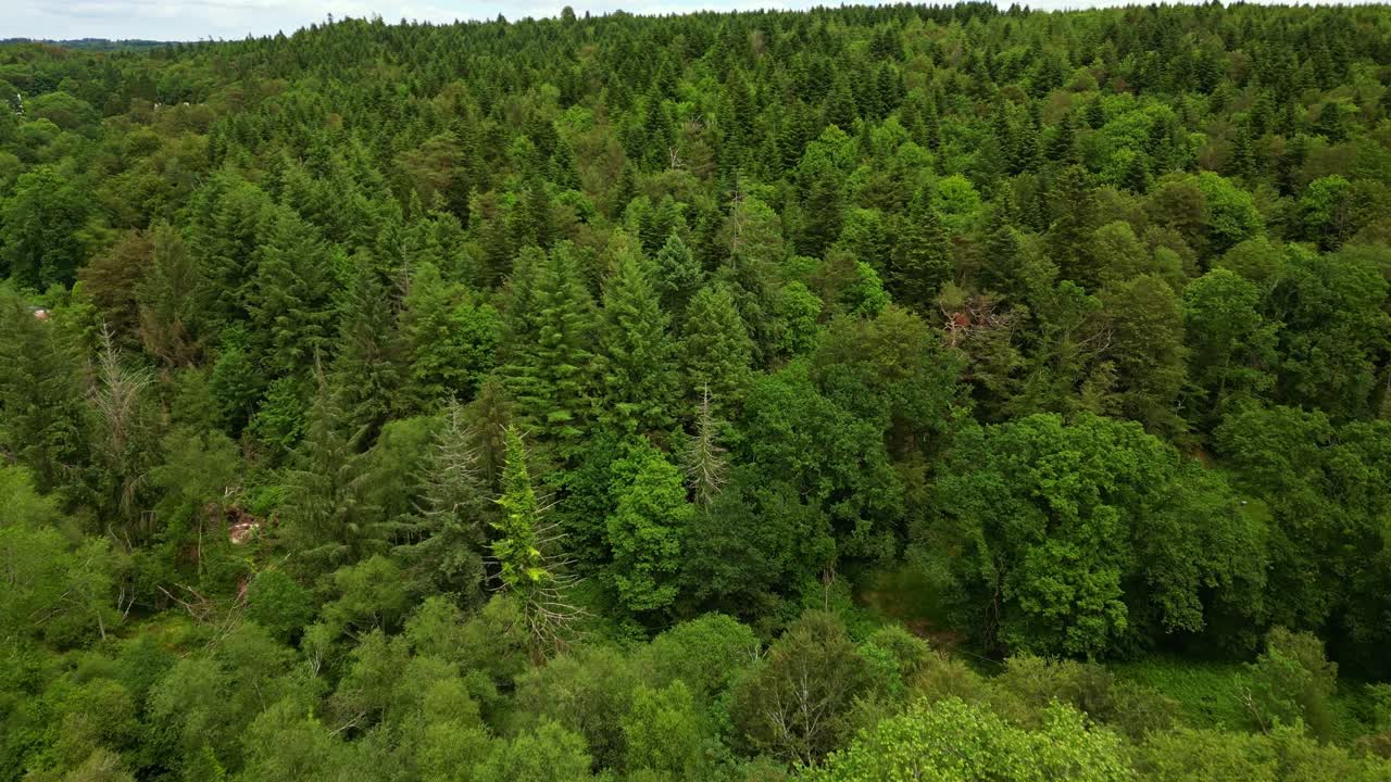 Foresta di Huelgoat, lussureggiante baldacchino verde di alberi misti decidui e conifere, per uso naturalistico o documentaristico ambientale, Bretagna, Francia. Vista aerea frontale