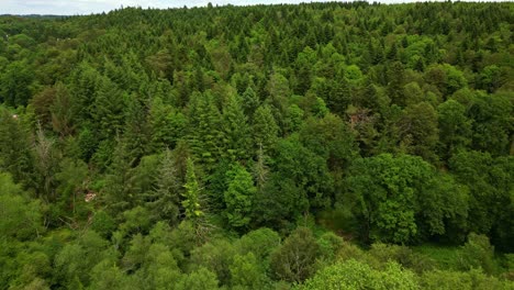 huelgoat forest, lush green canopy of mixed deciduous and coniferous trees, for nature or environmental documentary use, brittany, france. aerial forward