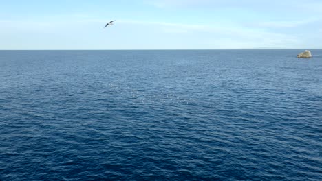 Aerial-view-of-seagull-flock-floating-at-the-Atlantic-Ocean-and-fly-away-off-the-Cape-Quejo,-Cantabria