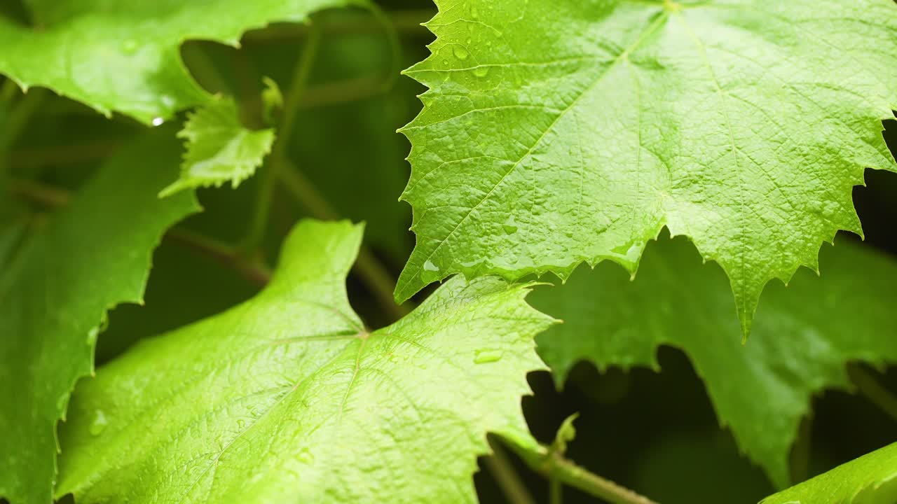 gotas de agua en la superficie de la hoja