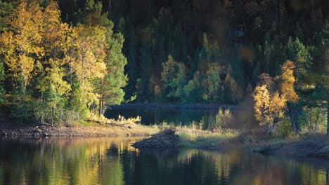 a serene forest lake during autumn, with reflections of the golden foliage gently rippling on the water's surface