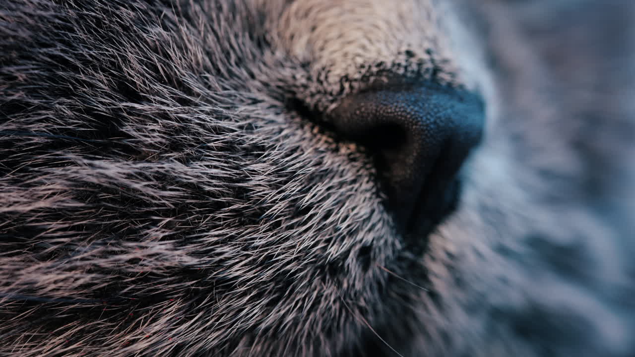 Close up of a grey British Shorthair cat's snout with detailed fur and whiskers