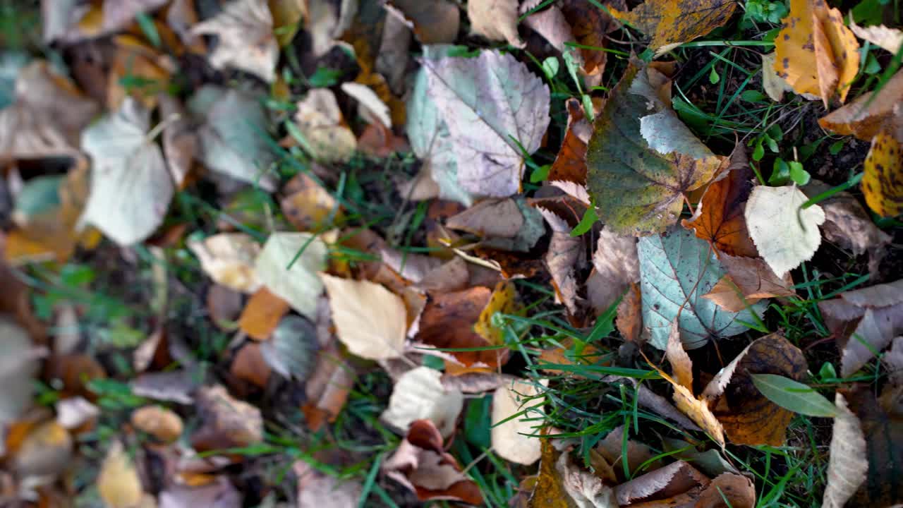 다채로운 말린 단풍, letonia 아름다운 자연의 근접 촬영