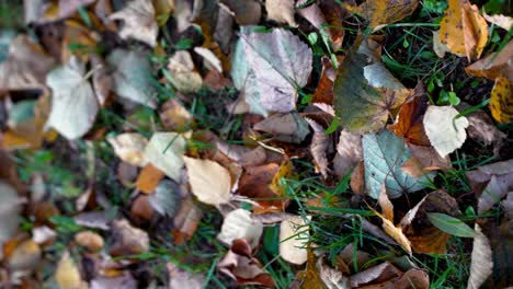 Primer-Plano-De-Coloridas-Hojas-Secas-De-Otoño,-Letonia-Hermosa-Naturaleza