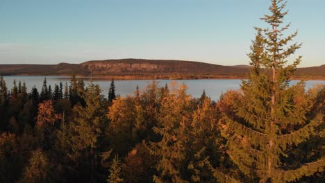 aerial slide arc shot of autumn lush pine forest in golden brown colors, flying by tall pine tree top revealing nordic river slicing through mountainous background at dusk, in lapland, sweden