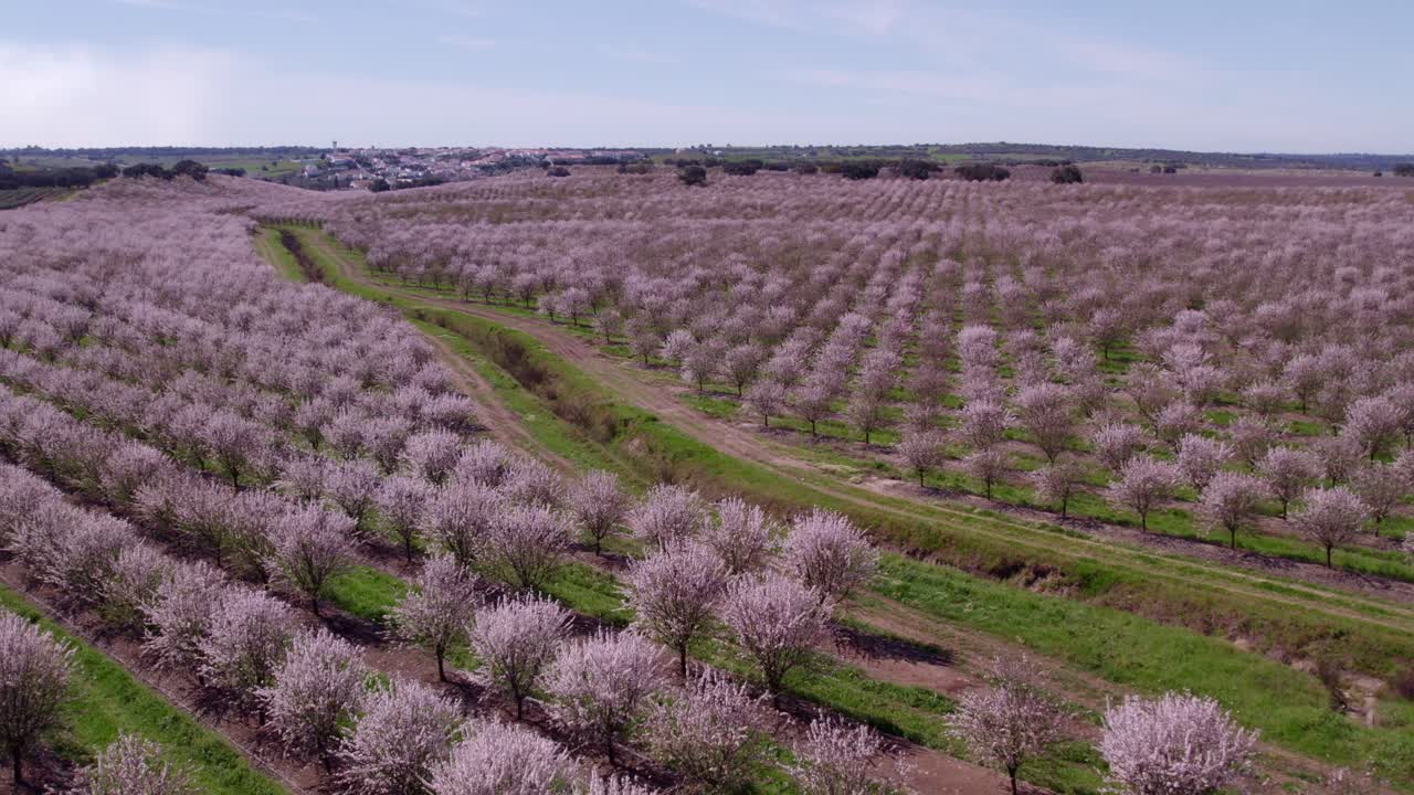 Vista aerea di Odivelas con fioritura, mandorlo, primavera, che mostra un paesaggio rurale dorato in Portogallo.