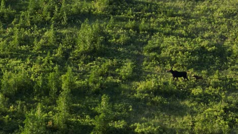 female moose traverses marshland with her calf real-time aerial