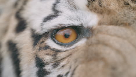 close-up of a tiger's eye