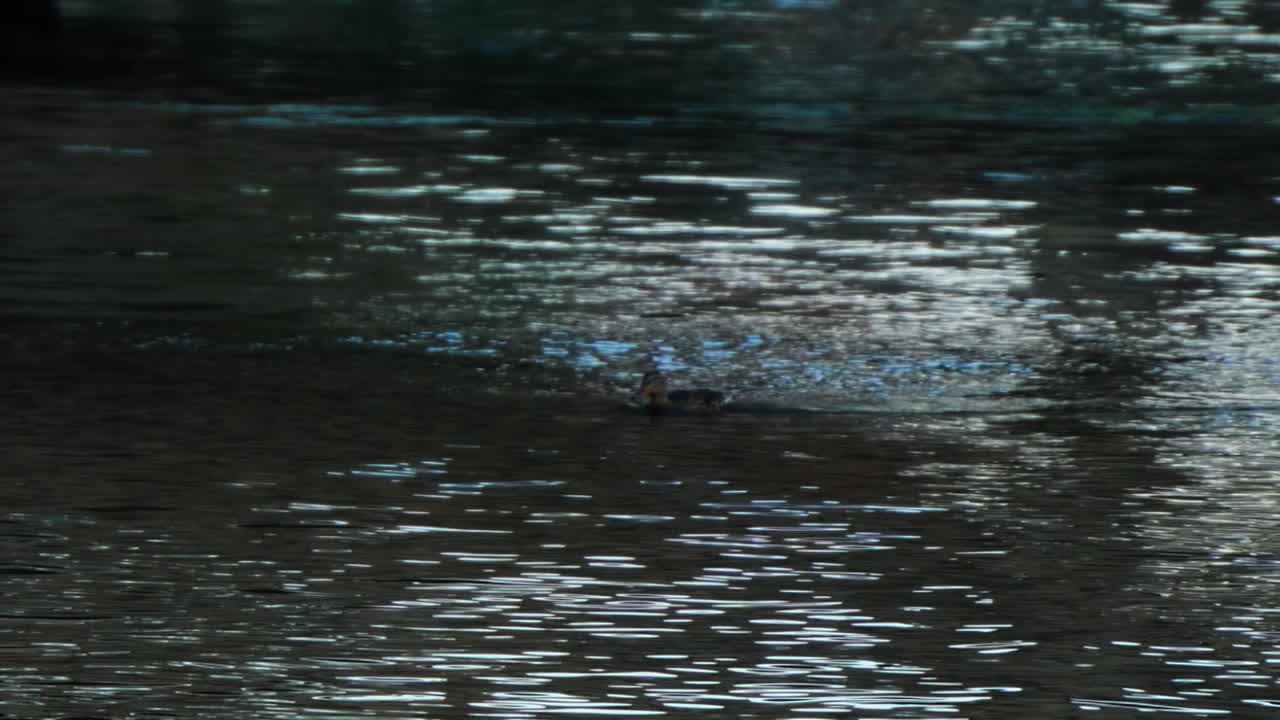 A Cute Duck Swimming Around In A Lake On A Lovely Summer day In Stockholm, Sweden. Filmed in SLOW MOTION.