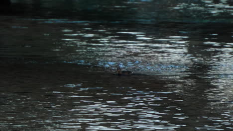 a cute duck swimming around in a lake on a lovely summer day in stockholm, sweden. filmed in slow motion.