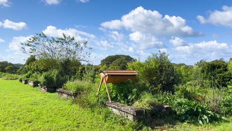 a steady daytime camera pan reveals a vibrant backyard beekeeping garden with green vegetation, wooden beehive, and clear blue sky in byron bay