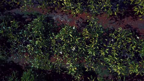 nice aerial shot rising above trees in an orchard