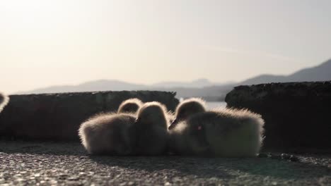 canada geese ducklings busking in the sun on a rock pavement