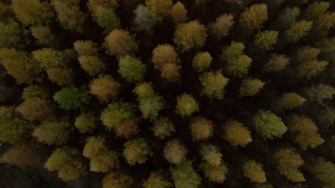 Aerial View of an Autumn Forest