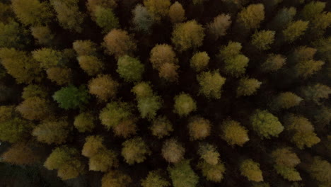 aerial view of an autumn forest