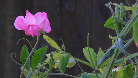 A-delicate-pink-sweetie-flower-growing-alone-in-a-back-garden-in-the-county-of-Rutland,-United-Kingdom