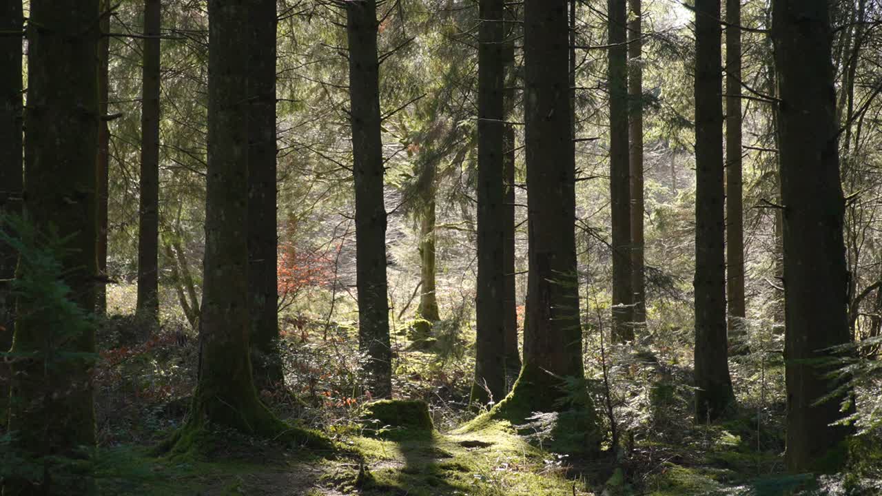 Il sole filtra attraverso una foresta britannica in primavera. Ideale per documentari sulla natura o video di relax.