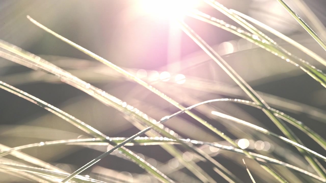 水滴をまとった草の間から差し込む、夢のような朝の陽光。