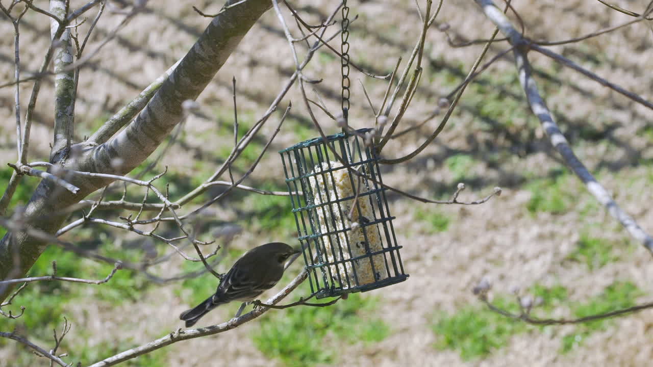 curruca de rabadilla amarilla en un comedero para pájaros de sebo durante el final del invierno en carolina del sur