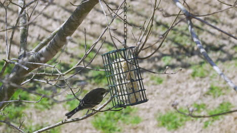 yellow rumped warbler at a suet bird-feeder during late-winter in south carolina