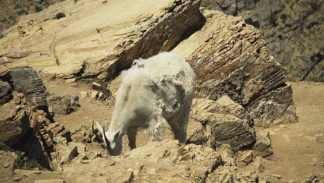 Mausernde-Bergziege-Mit-Struppigem-Fell-Starrt-Direkt-In-Die-Kamera,-Gletscher-NP