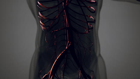 medically accurate animation of heart with vains and arteries