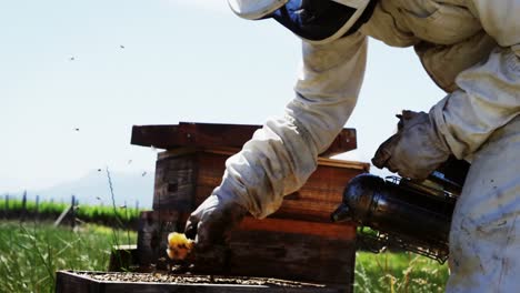 Beekeeper-brushing-off-the-honey-bee-from-honey-comb