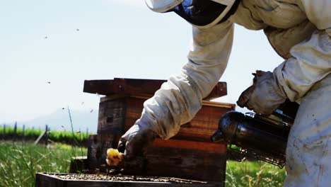 beekeeper brushing off the honey bee from honey comb