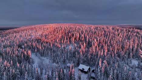 vista aérea dando vueltas sobre las colinas boscosas nevadas, en el parque nacional de syote, amanecer en finlandia