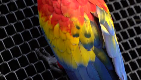 A-colorful-parrot-looking-at-the-camera-in-the-safari-in-Teotihuacan,-Mexico