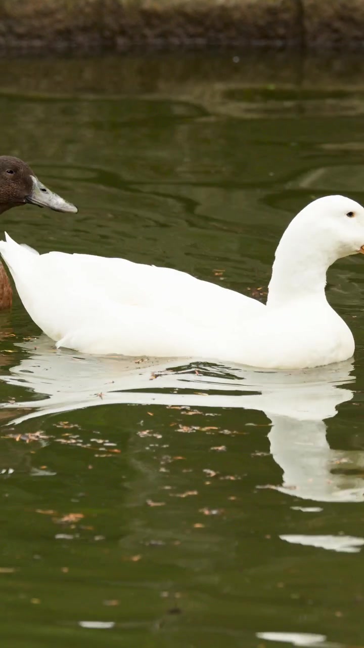 Due anatre nuotano insieme su uno stagno calmo, una si immerge sott'acqua, luce naturale, ripresa stabile