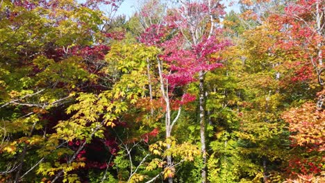 Flying-through-mixed-deciduous-and-coniferous-forests