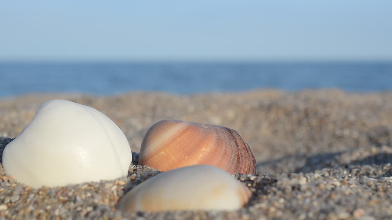 Sea cockleshells against the background of the sea. Shooting on the beach