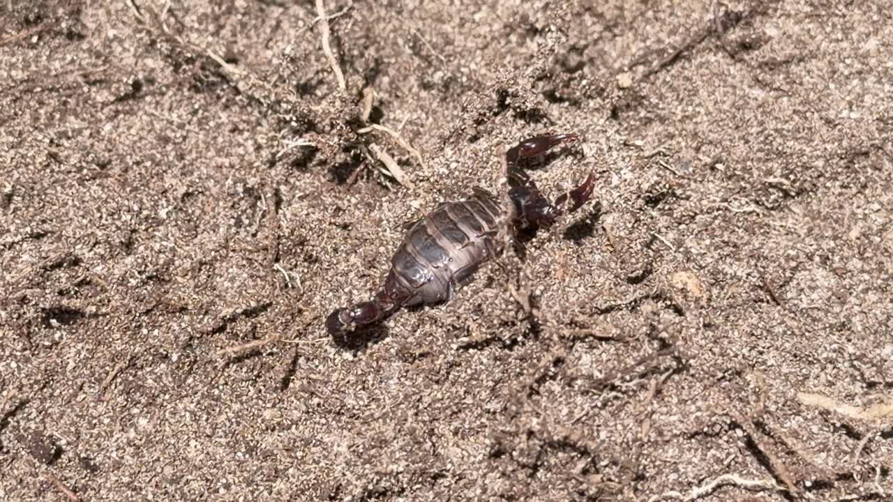 Gravid scorpion digs into sandy soil, natural daylight, static camera, close-up wildlife behavior