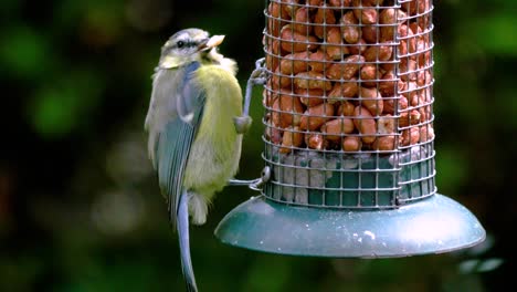 Blue-Tit-feeding-on-peanuts