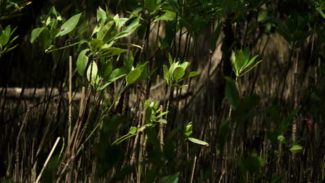 Plántulas-De-Manglares-Replantadas-Que-Crecen-En-La-Maleza-De-Un-Bosque-De-Manglares-En-El-área-Recreativa-De-Bangphu-En-Samut-Prakan,-Tailandia