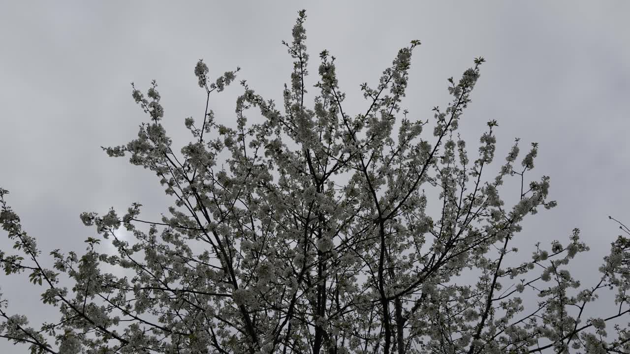 Bellissimi rami di melo in fiore con cielo grigio in Galizia, Spagna.
