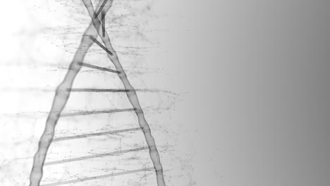 cadena de adn negra girando lentamente sobre el fondo blanco en el concepto de la ciencia