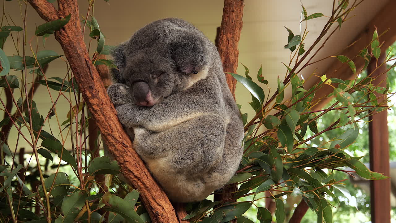 koala adulto durmiendo en un árbol de eucalipto en el santuario de brisbane, australia