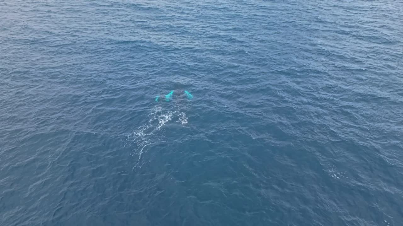 Young humpback whale calf performs three barrel roll breaches at the oceans surface while staying close to its mother, showing playful behaviour and a strong bond in open water